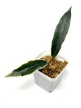 Load image into Gallery viewer, Hoya Archboldiana Albo Variegated