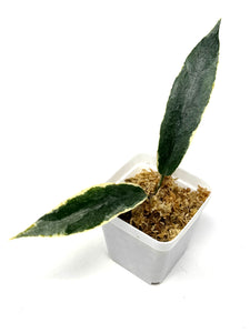 Hoya Archboldiana Albo Variegated