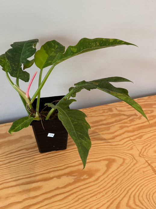 278. Philodendron Ring of Fire