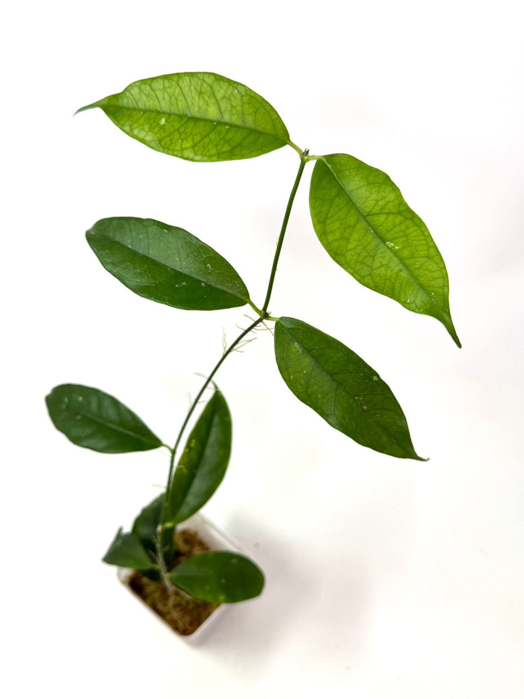 Hoya Cystiantha