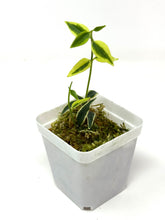 Load image into Gallery viewer, Hoya Bella Albo Variegated