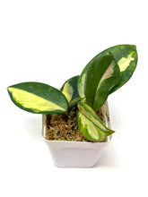 Load image into Gallery viewer, Hoya Carnosa ‘Krimson Princess’