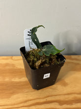 Load image into Gallery viewer, 41. Hoya Inflata
