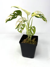 Load image into Gallery viewer, Monstera Adansonii Albo Variegated E