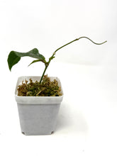 Load image into Gallery viewer, Hoya Mitrata Silver D