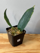 Load image into Gallery viewer, 74. Hoya Onychoides