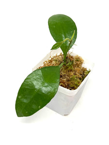 Hoya Benchaii
