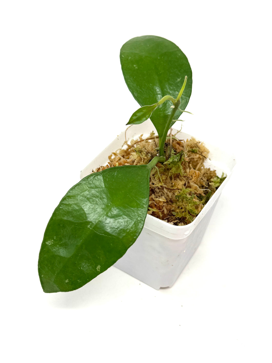 Hoya Benchaii
