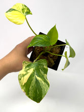 Load image into Gallery viewer, Homalomena Rubescens Variegated A