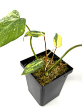 Load image into Gallery viewer, Philodendron Gloriosum Variegated D