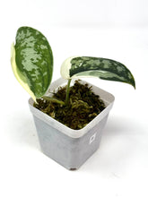 Load image into Gallery viewer, Scindapsus Mayari Variegated B