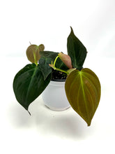 Load image into Gallery viewer, Philodendron Hederaceum ‘Micans’