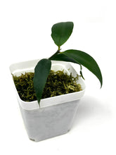 Load image into Gallery viewer, Hoya Liwa