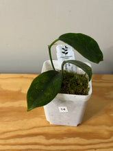 Load image into Gallery viewer, 14. Hoya Albiflora