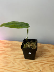 24. Amydrium Medium