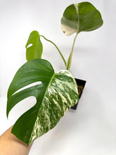 Load image into Gallery viewer, Monstera Deliciosa Albo Variegated D