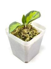 Load image into Gallery viewer, Hoya Carnosa ‘Argentea Princess’ K