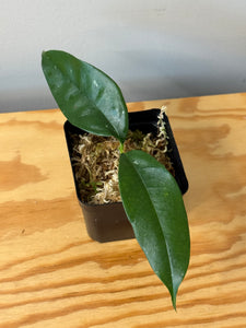 45. Hoya Cystiantha Splash