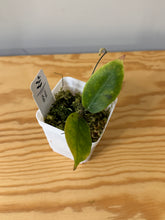 Load image into Gallery viewer, 148. Hoya Inflata