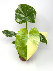 Monstera 'Thai Constellation' (high variegation, 4.5”)
