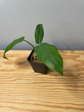 Load image into Gallery viewer, 219. Philodendron Mayoi