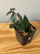 Load image into Gallery viewer, 26. Hoya Lacunosa Silver