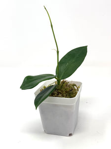 Hoya Sanguine (Mindorensis x Erythrostemma)
