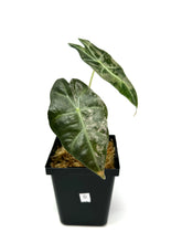 Load image into Gallery viewer, Alocasia Amazonica Variegated D