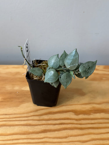 33. Hoya Lacunosa Super Silver