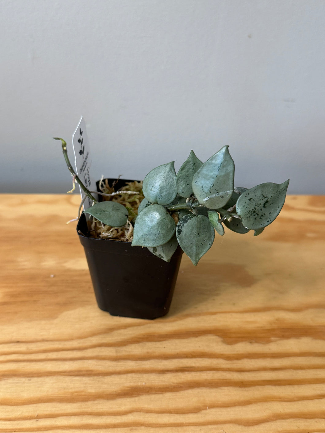 33. Hoya Lacunosa Super Silver