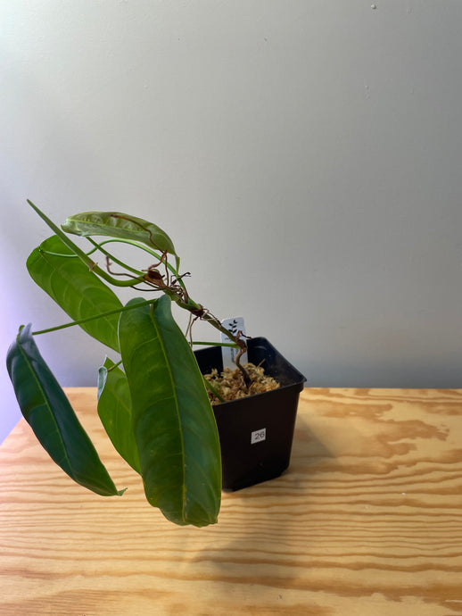 26. Philodendron Sharoniae