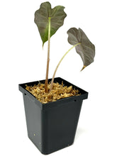 Load image into Gallery viewer, Alocasia Amazonica Variegated D