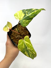 Load image into Gallery viewer, Philodendron Gloriosum Variegated G