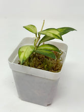Load image into Gallery viewer, Hoya Walliniana Variegated