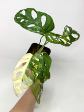 Load image into Gallery viewer, Monstera Adansonii Variegated A