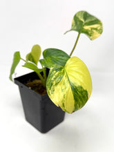 Load image into Gallery viewer, Homalomena Rubescens Variegated A