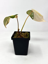 Load image into Gallery viewer, Philodendron Gloriosum Variegated B