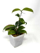 Load image into Gallery viewer, Hoya Merrillii