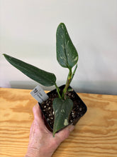 Load image into Gallery viewer, 148. Monstera Standleyana Variegated