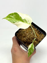 Load image into Gallery viewer, Monstera Deliciosa Albo Variegated F