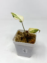 Load image into Gallery viewer, Philodendron Gloriosum Variegated C