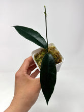 Load image into Gallery viewer, Hoya Kaimuki