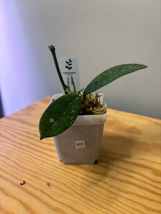 231. Hoya Diversifolia Splash