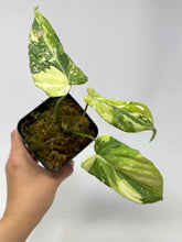 Load image into Gallery viewer, Philodendron Gloriosum Variegated A