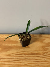Load image into Gallery viewer, 47. Hoya Grifithii Splash