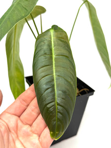 Philodendron Sharoniae