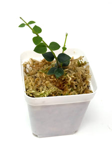 Hoya Chinghungensis