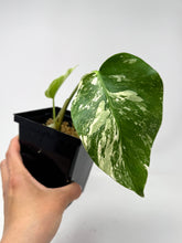 Load image into Gallery viewer, Monstera Deliciosa Albo Variegated N