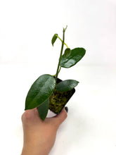 Load image into Gallery viewer, Hoya Coronaria Pink
