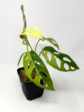 Load image into Gallery viewer, Monstera Adansonii Variegated G